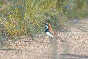 nullarbor codorniz-zorzal en Australia foto