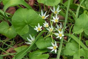 ornithogalum ombligo, el jardín Estrella de Belen, césped lirio, siesta al mediodía, o once en punto dama, un especies de el género ornithogalum, en el Asparagaceae familia. foto