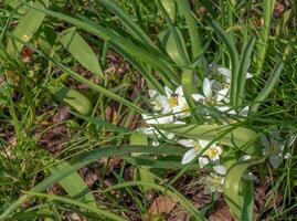 ornithogalum ombligo, el jardín Estrella de Belen, césped lirio, siesta al mediodía, o once en punto dama, un especies de el género ornithogalum, en el Asparagaceae familia. foto