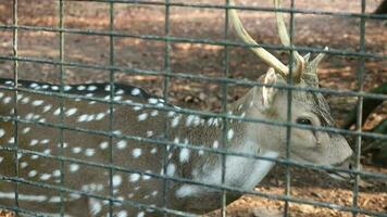 Rusa Totol with the scientific name Axis axis at Zoo in Raguna. Other names are Spotted deer, Chital deer, or Axis deer, video