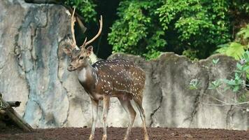 Rusa Totol with the scientific name Axis axis at Zoo in Raguna. Other names are Spotted deer, Chital deer, or Axis deer, video