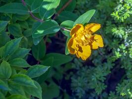 Yellow Flower, Hooker's St. Johnswort, Hypericum hookerianum, found in Thailand at Doi Intanon, Chiangmai only, looks like Camellia photo