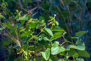 Aristolochia bracteolata also known as worm killer in English due to its anthelminthic activity and trypanocidal effect, is a perennial herb. photo