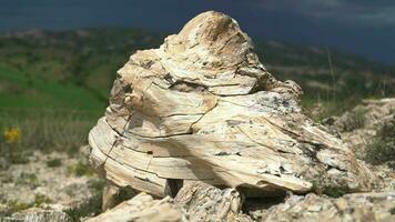 Petrified forest in which tree trunks have fossilized video