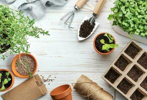 jardinería concepto, plantando a hogar foto