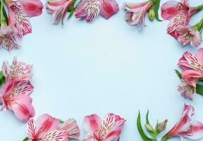 Beautiful Alstroemeria flowers on blue background photo