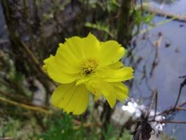 The yellow flower photo