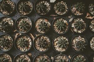 Flat lay rows or pattern of cactus. Top view of different varieties of pot cactus on black table at the cactus farm. photo