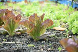 Experience the essence of nature's beauty in vibrant photographs capturing the growth and vitality of fresh lettuce and saplings. Explore our botanical journey today photo