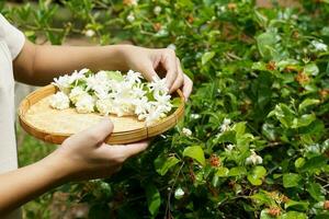 Arabian jasmine flower in bamboo basket. It is a flower that lives with Thai people. fragrant flowers Pure white is used as a Mother's Day symbol, garland, aromatherapy industry and tea flavoring. photo