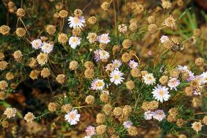 el flores son muriendo en el trama esperando a ser demolido para nuevo plantando son hermosa y clásico. suave y selectivo enfocar. foto