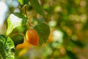 The jujube tree or Chinese date is a small perennial plant with thorns. The fruit has a single seed, smooth skin. When the unripe fruit is green, the ripe fruit is yellow to dark red. photo