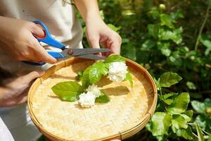 Arabian jasmine flower in bamboo basket. It is a flower that lives with Thai people. fragrant flowers Pure white is used as a Mother's Day symbol, garland, aromatherapy industry and tea flavoring. photo