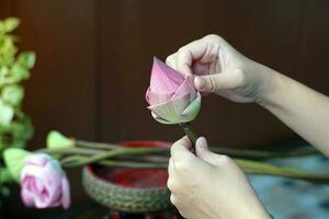 Folding Pink sacred lotus petals for worshiping the Buddha has a meaning representing virtue. The lotus flower is linked to all teachings as a compass for improving the quality of life. photo