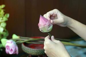 Folding Pink sacred lotus petals for worshiping the Buddha has a meaning representing virtue. The lotus flower is linked to all teachings as a compass for improving the quality of life. photo