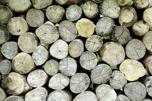 The wooden logs are stacked together to show the circular cross-sectional pattern of each log used for decorating various corners in resorts, houses, and places in vintage style. photo