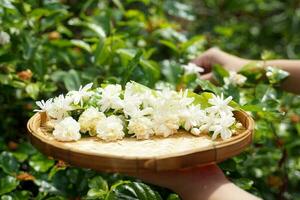 Arabian jasmine flower in bamboo basket. It is a flower that lives with Thai people. fragrant flowers Pure white is used as a Mother's Day symbol, garland, aromatherapy industry and tea flavoring. photo