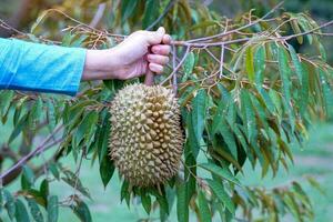 Asian female tourist holding a durian picking from a farmer who opens the garden for tourists to buy fresh from the garden Durian is the king of fruits with a yellow flesh and a specific smell photo