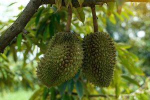 The durian on the tree is the king of fruits. The skin is thick and hard with sharp thorns. The yellow flesh is separated into lobes. with brown seeds inside the meat have a unique smell sweet taste photo