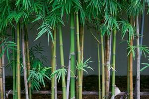 bambú arboles son plantado a lo largo el frontera de el cerca. eso es un planta ese lata ser usado por humanos para varios propósitos como alimento, crudo materiales, alojamiento, y incluso medicamento. foto