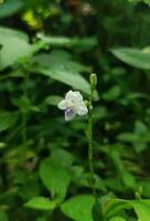 A small white bloom flower with blurred background photo