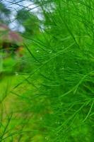 Green foliage close up with blurred background photo