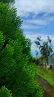 Green foliage close up with blurred background photo