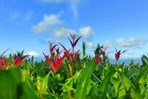 A field of red and green leaves in sunny weather photo