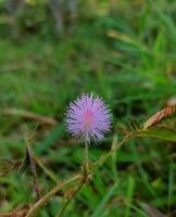 A small bloom purple flower with white dot photo