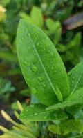 A green leaf with water drop on it with blurred background photo