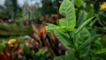 A green leaf with water drop on it with blurred background photo