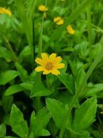 A small bloom yellow flower with blurred background photo