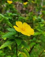 A yellow bloom flower with blurred background photo