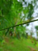 Water droplets on a plant with a blurry background. photo