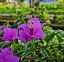 A small bloom purple flower with blurred background photo