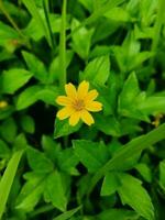 A small bloom yellow flower with blurred background photo