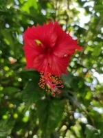 Red bloom flower with blurred leaves background photo