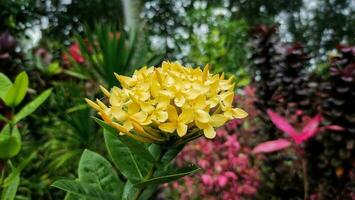 A small bloom yellow flower with blurred background photo