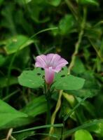 un pequeño floración púrpura flor con borroso antecedentes foto