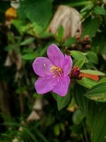 A small bloom purple flower with blurred background photo