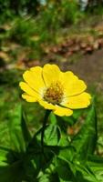 A yellow bloom flower with blurred background photo