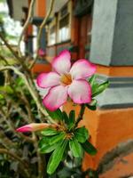 un rosado floración flor planta con borroso antecedentes foto