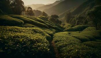 Fresh tea crop grows on tranquil mountain meadow generated by AI photo