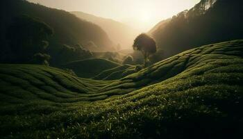 Green meadow, mountain peak, sunrise, tranquil scene generated by AI photo