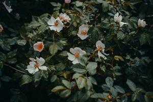 Spring rose flower buds under rain concept photo. photo