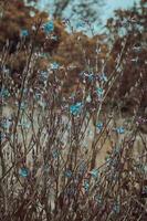 Small blue blossom flowers on wild field concept photo. photo