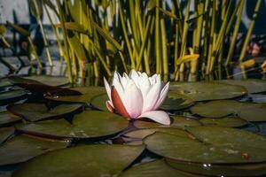 ver de un jardín estanque con rosado agua lirio flor y agua lechugas foto