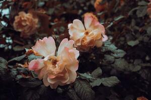 cerca arriba Rosa flor brotes debajo lluvia concepto foto. creciente plantas en jardín. foto