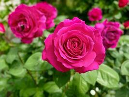 Pink rose macro close view in the garden photo