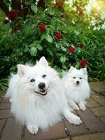 blanco japonés perro de Pomerania y alemán pequeño perro de Pomerania contento sonriente acostado en el jardín cerca el rosas foto